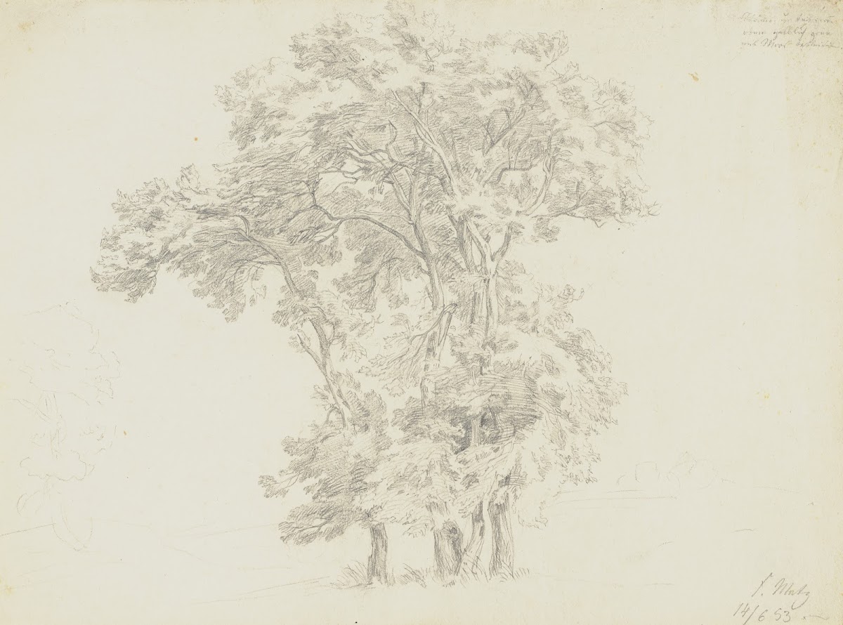 Group of trees 1853