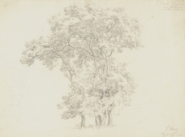 Group of trees 1853