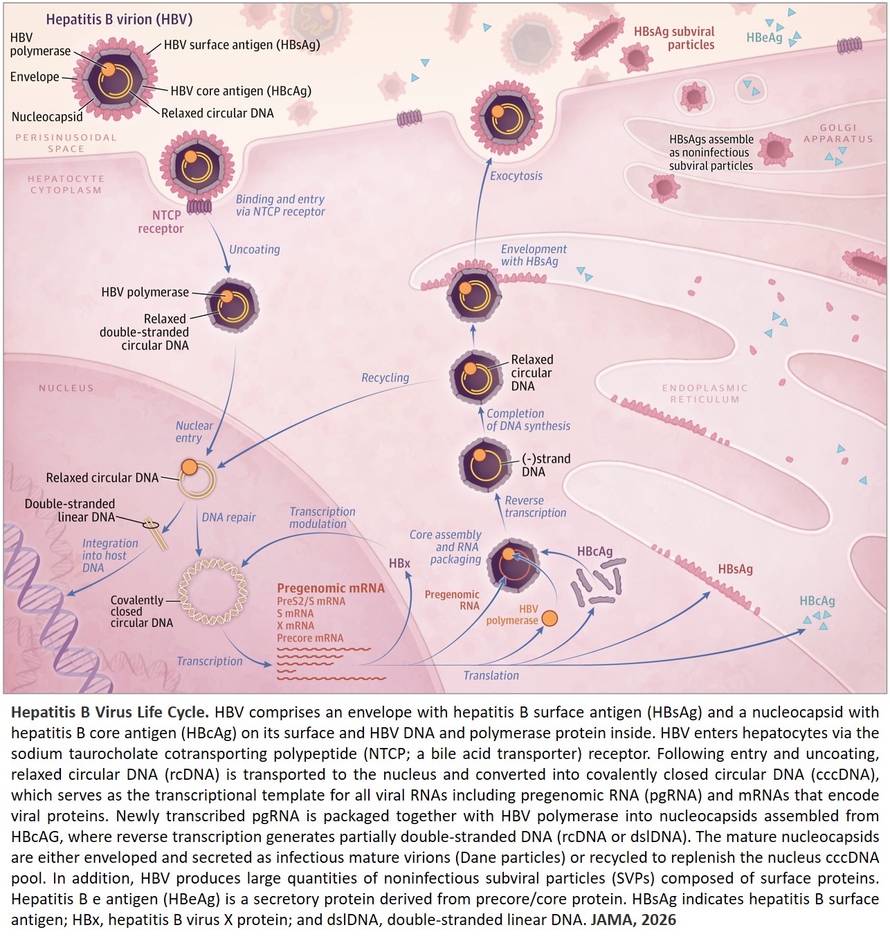 Hepatitis B