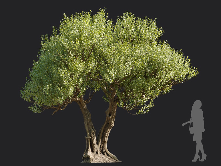 Maxtree - Plant Models Vol.113
