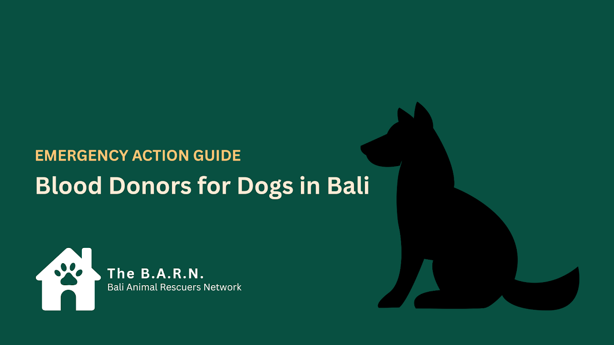 [COMING SOON] Blood Donors for Dogs in Bali — Emergency Action Guide