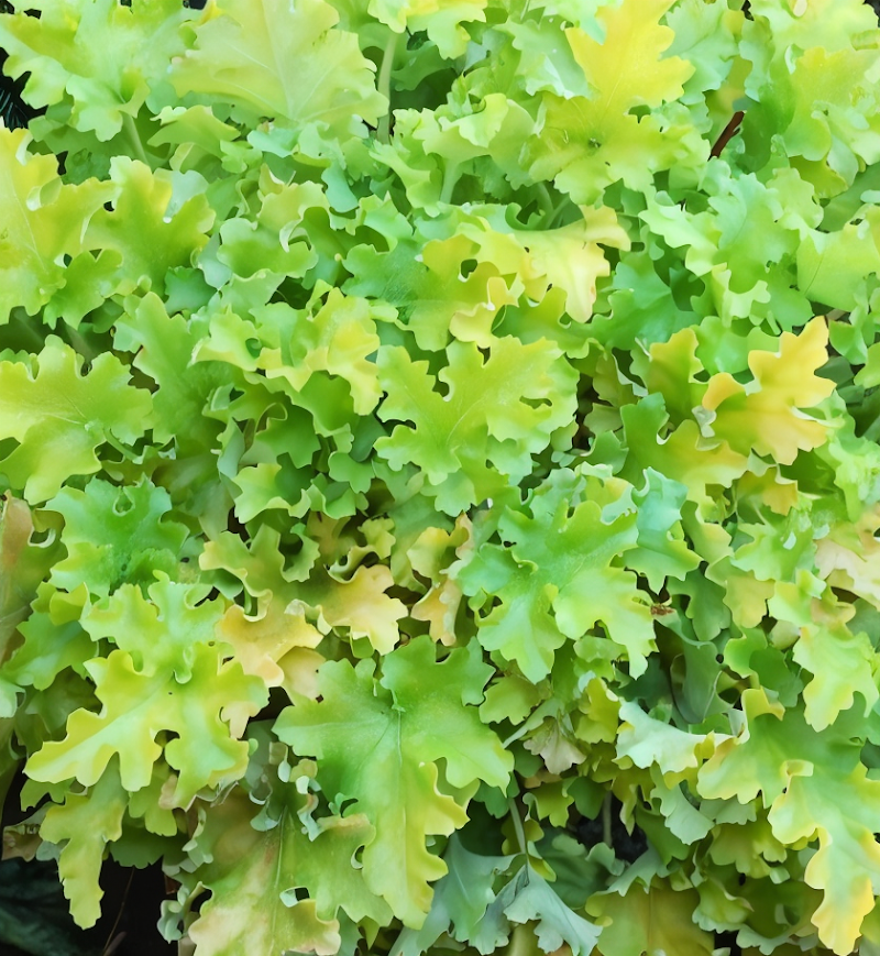 Heuchera 'Lime Marmalade' in giardino, foglie verde lime brillante