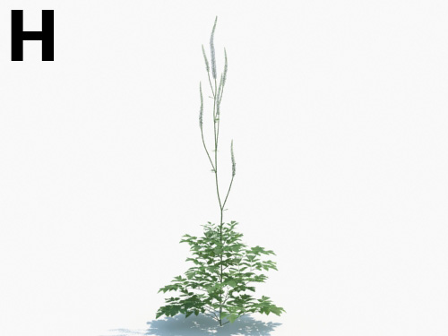 Maxtree - Plant Models Vol.3
