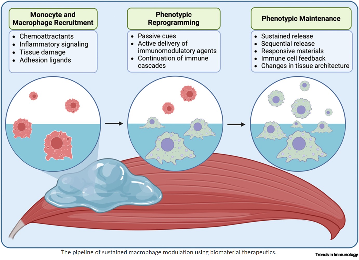 Modulating macrophages using  biomaterials