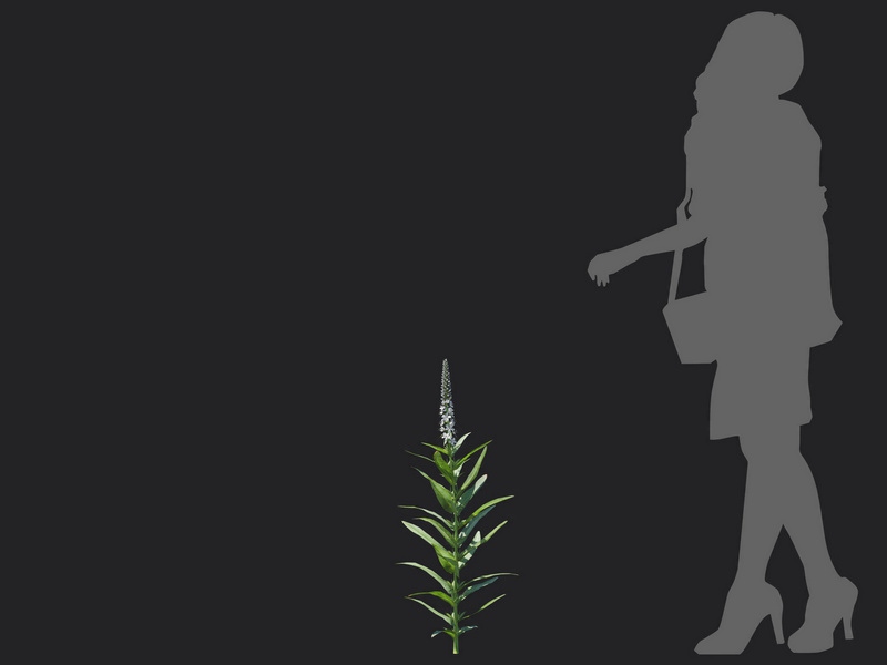 Maxtree - Plant Models Vol.116