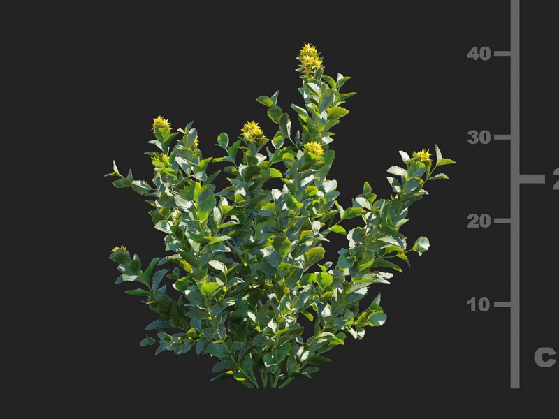 Maxtree - Plant Models Vol.112