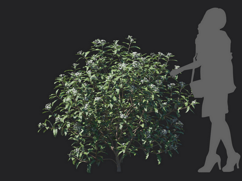 Maxtree - Plant Models Vol.129