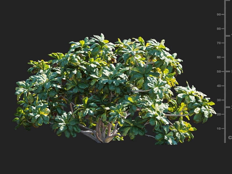 Maxtree - Plant Models Vol.112