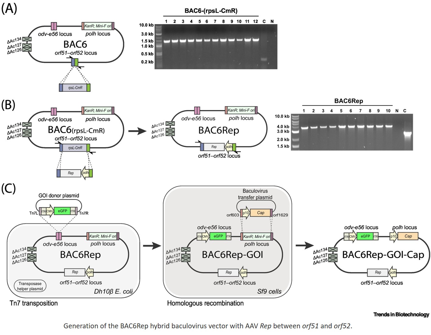 Plug-in hybrid baculovirus expression vector for high-yield recombinant adeno-associated virus gene therapy vector production