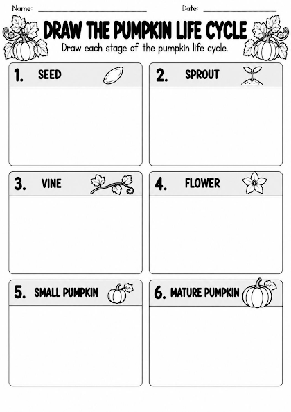Pumpkin Life Cycle Draw the Stages Worksheet