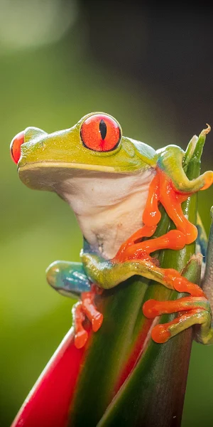 Red Eye Tree Frog 4K iPhone Wallpaper Background