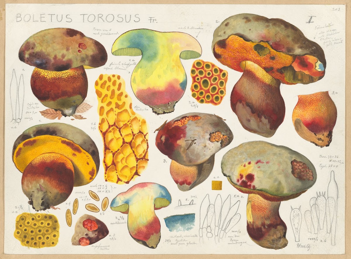 Boletus torosus Fr 1915 1945