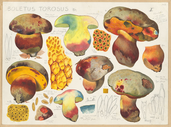Boletus torosus Fr 1915 1945