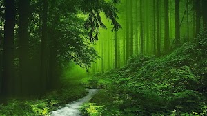 Forest Wallpaper