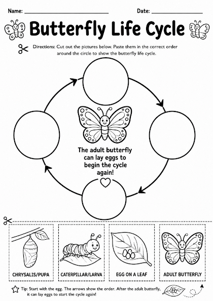 Butterfly Life Cycle Worksheet