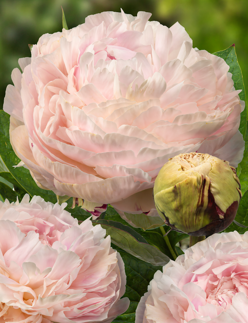 Paeonia lactiflora Madame Eduard Doriat in fiore in giardino con fiori rosa intenso