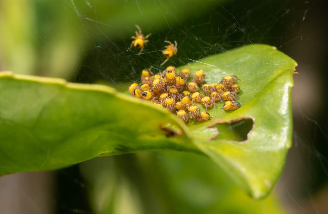 Araneus diadematus