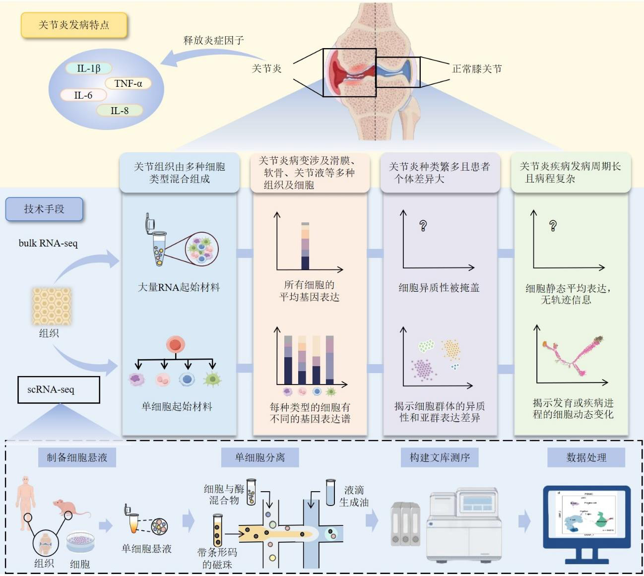 Advances in the Application of Single-Cell Transcriptomics to Studies of Arthritis Pathogenesis and Treatment with Traditional Chinese Medicine
