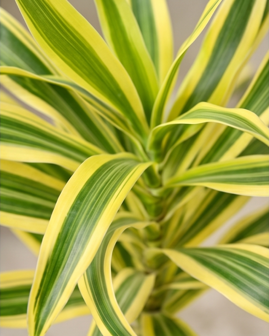 Song of India Plant — view 5