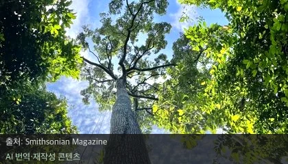 거대 나무 가뭄 적응 - 거대 나무 가뭄 적응, 높이가 높을수록 취약하다는 편견을 깨다
