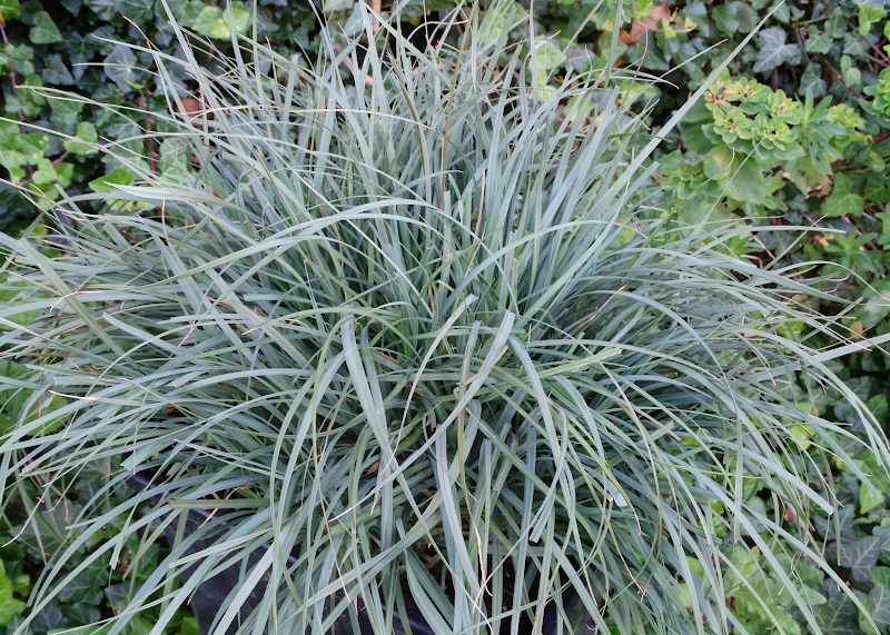 Carex panicea 'Pamira', graminacea ornamentale in giardino roccioso