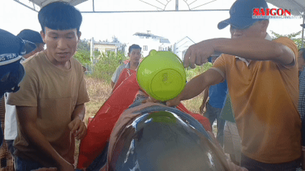 Phát hiện cá voi nặng 300kg dạt vào bờ biển ở Quảng Ngãi - Báo Sài Gòn Giải Phóng