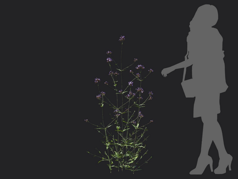 Maxtree - Plant Models Vol.116