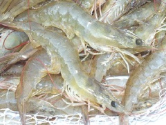 Rửa sạch tôm và mực bằng nước muối, sau đó rửa lại bằng nước pha chút giấm để hải sản thật sạch và không còn mùi tanh.