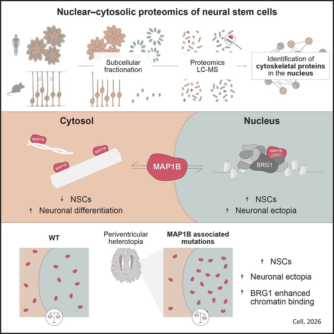 Nuclear proteome reveals microtubule-associated protein regulating fate and disease