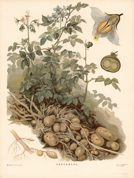Potato 1910