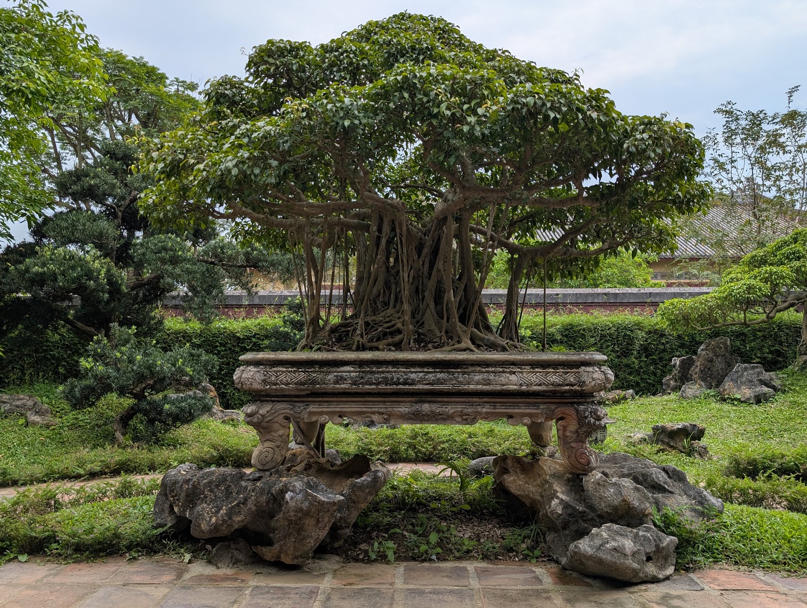 A photo of a large and old bonsai tree with many hanging roots down to
                 the soil that have developed into more trunks. The pot is the size of a bed