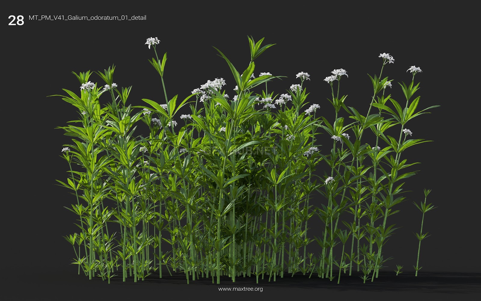 Maxtree - Plant Models Vol.41
