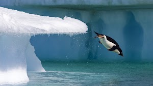 Penguin Wallpaper