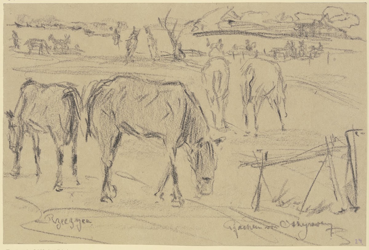 Weidende Pferde in Rzeczyca Russisch Polen 1915