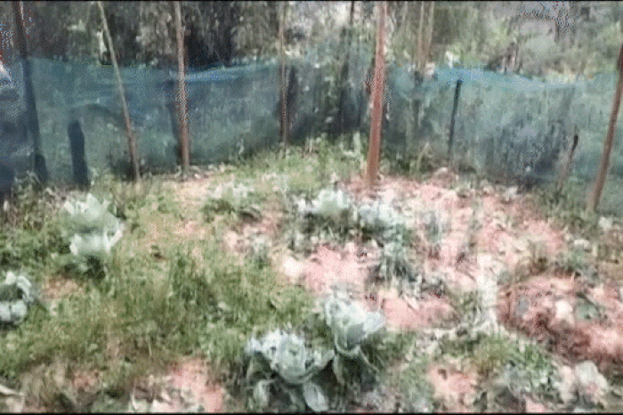 Mưa đá, giông lốc gây nhiều thiệt hại về người và tài sản - Báo Sài Gòn Giải Phóng