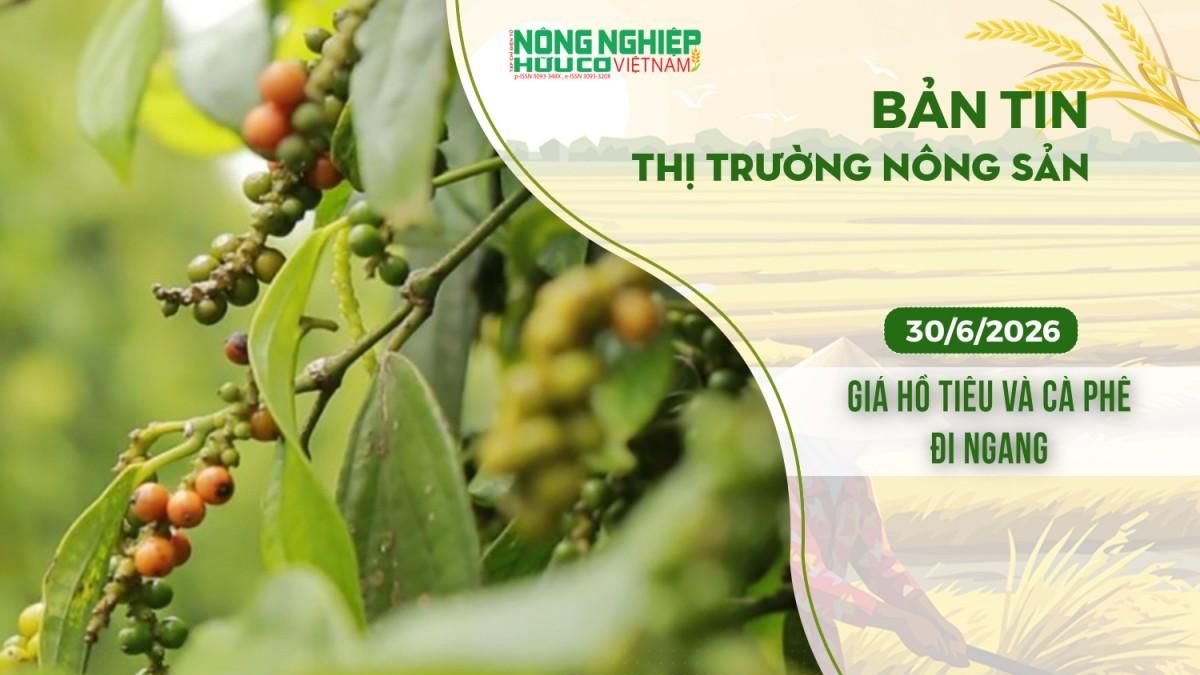 Thị trường nông sản 30/6/2026: Giá hồ tiêu và cà phê đi ngang - Nông nghiệp Hữu cơ Việt Nam