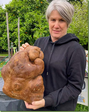 Screenshot 2022-03-19 at 05-49-25 New Zealand Couple Told Their Giant Record-Breaking Potato Is Not Actually a Potato at All