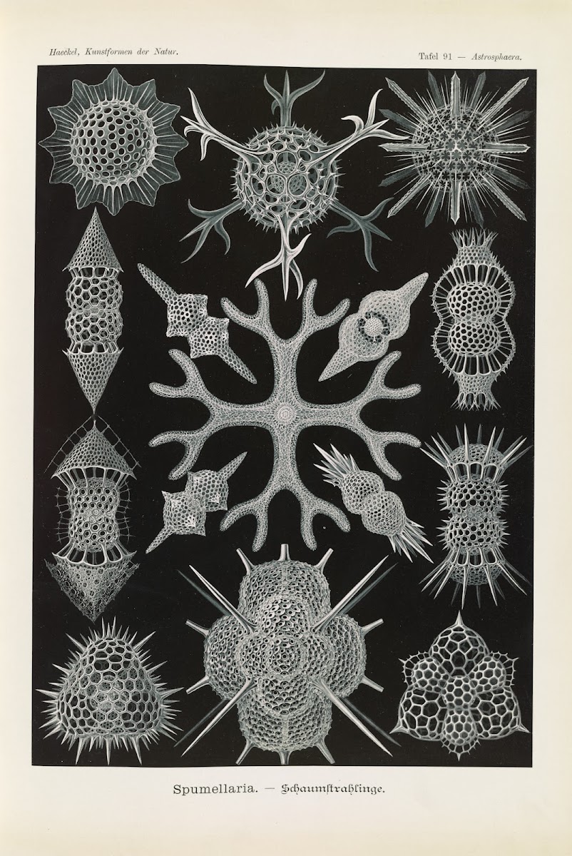 Spumellaria  Schaumstrahlinge 1904