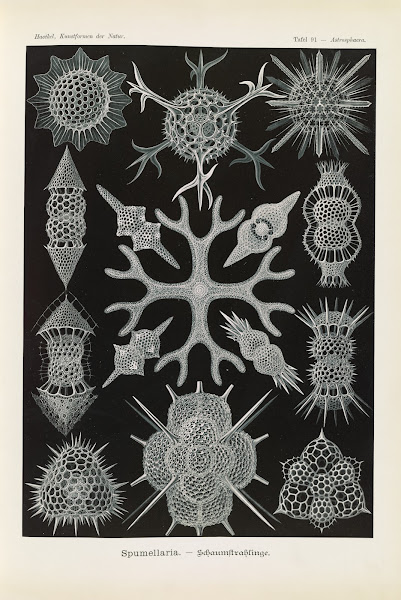 Spumellaria  Schaumstrahlinge 1904