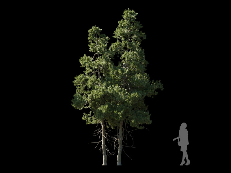 Maxtree - Plant Models Vol.120