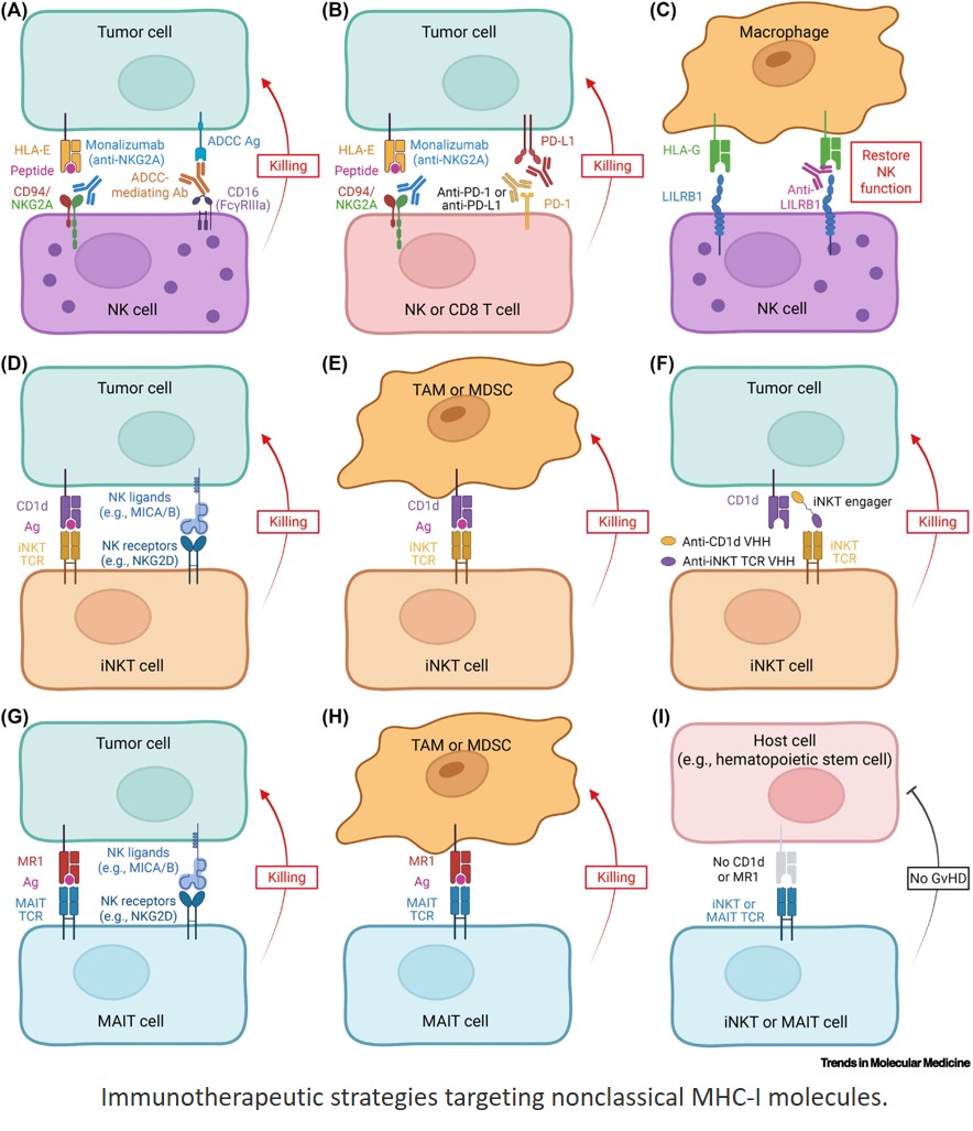 Targeting nonclassical MHC-I molecules