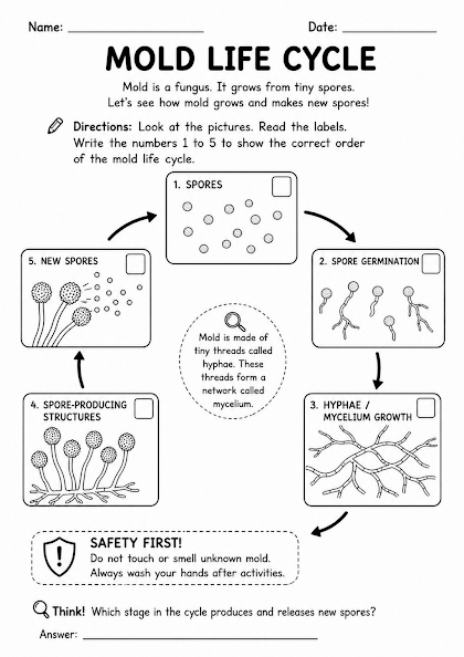 Mold Life Cycle Worksheet