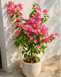 Imported Skyline Bougainvillea Plant