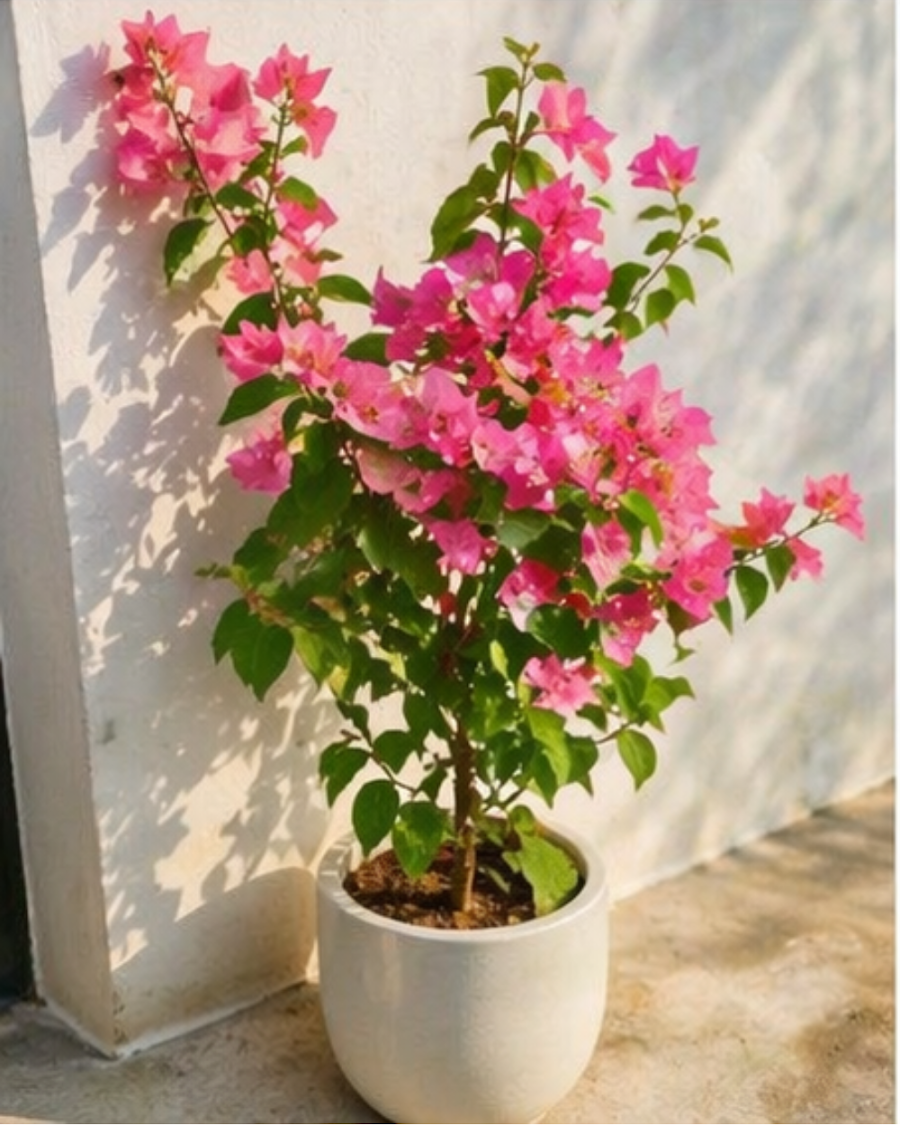 Imported Skyline Bougainvillea Plant — view 1