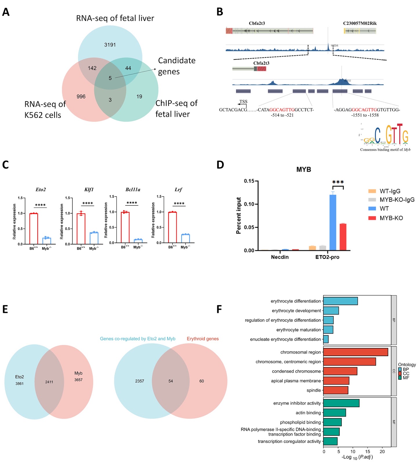 MYB represses ζ-globin expression through upregulating ETO2