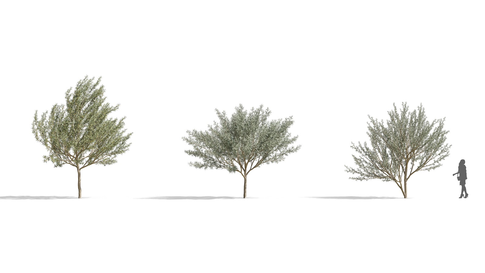Maxtree - Plant Models Vol.73