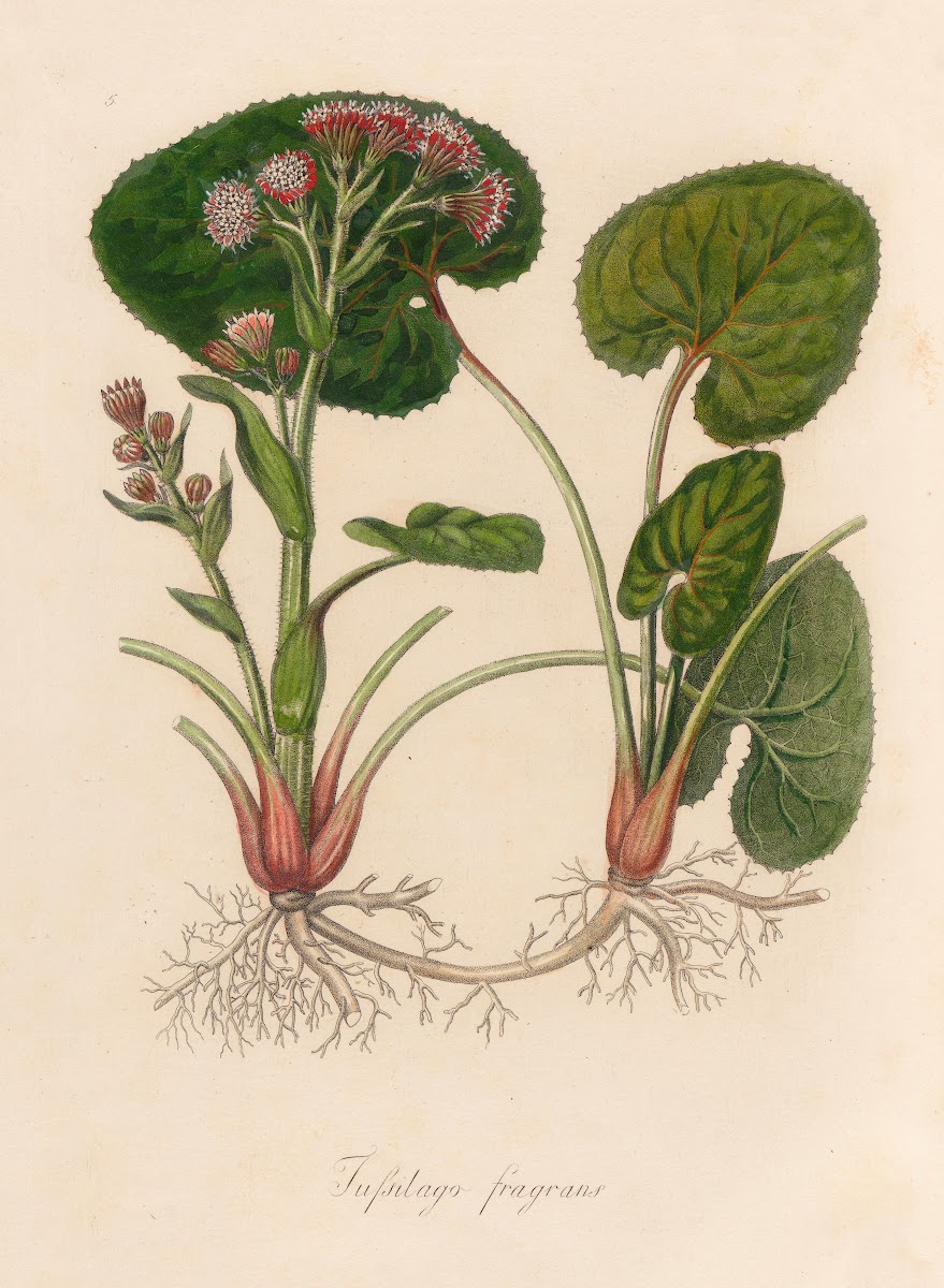 Tussilago fragrans 1818 1824