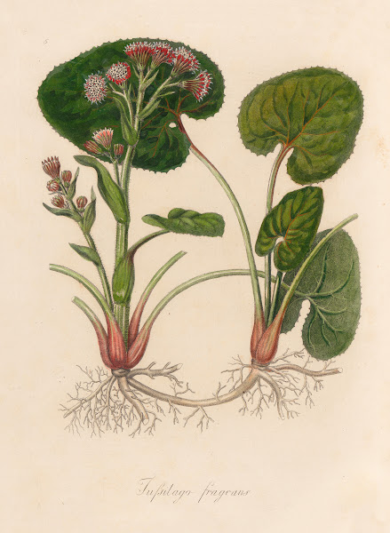 Tussilago fragrans 1818 1824