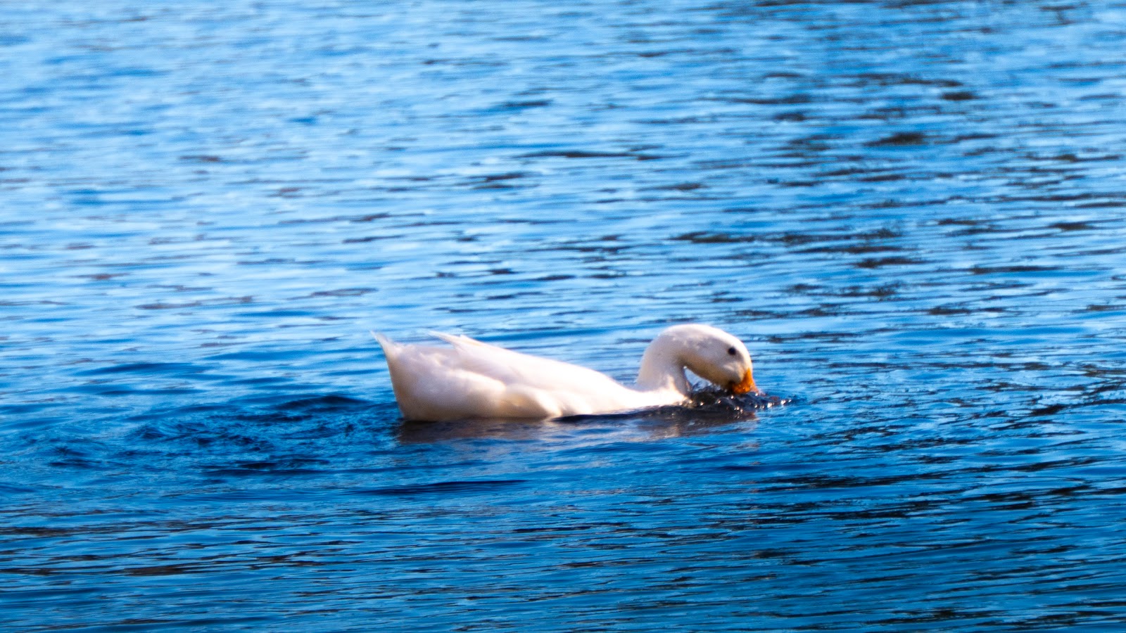 Pato en el agua