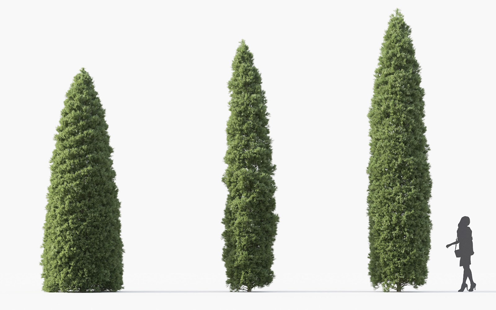 Maxtree - Plant Models Vol.28